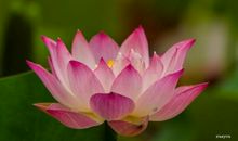 描写莲花的句子是