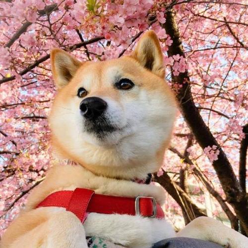 句子在春天的时刻