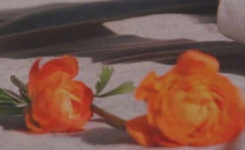 霸气和野性的句子很酷2