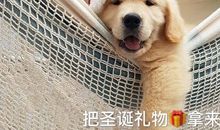 适合圣诞节发的朋友圈文案 圣诞节可爱小短句