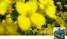 能发朋友圈的有关重阳节的唯美句子