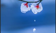 冬去春来的优美诗句