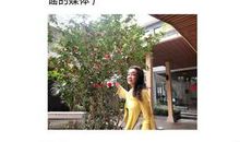 春天赏花发朋友圈的句子