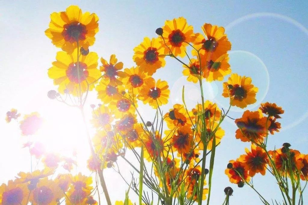 有阳光的心美丽句子2