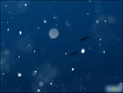 2020年关于颤音的最新情绪谈论