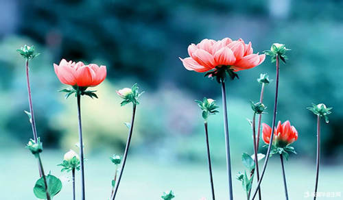 人生感悟美句，人生感悟美句