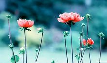 美丽的句子人生感悟，人生感悟优美的句子