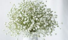 花卉文艺的句子