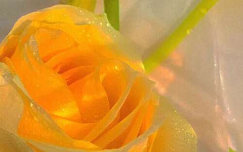 温柔爆炸的童话副本