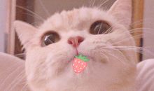 少女心爆炸的软萌甜句