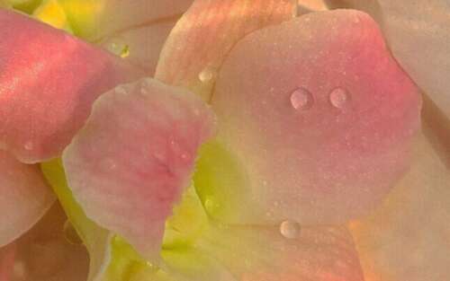 温柔爆炸的童话副本1