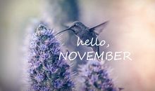 十一月你好的心情说说