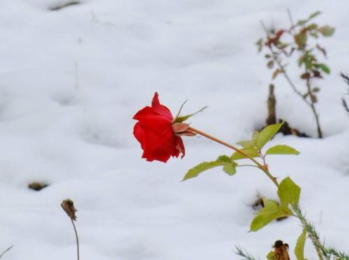 写冬雪和梅的句子