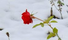 写冬雪和梅的句子