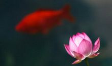 心境淡然的语录