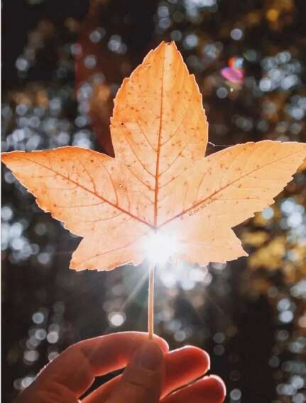 文案写作适合秋天的句子