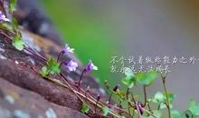 最新微博热搜句子