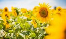 激励人向上的正能量句子