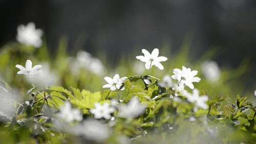 豆阴网红甜美句