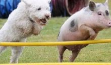 微博上那些经典的搞笑语录