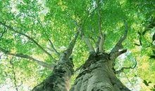 关于树木的谚语有哪些