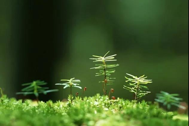 葡萄酒文化中的美丽句子1