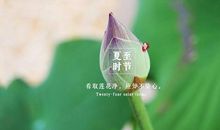 夏至发朋友圈说说短语