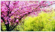 描写花的句子超优美