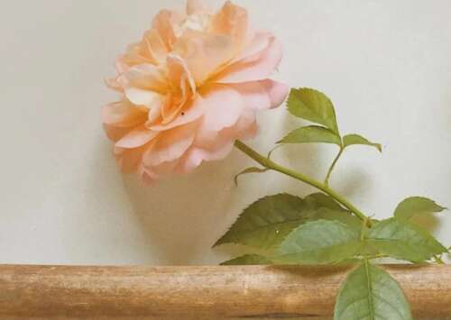 适用于微信前2名的童话文案