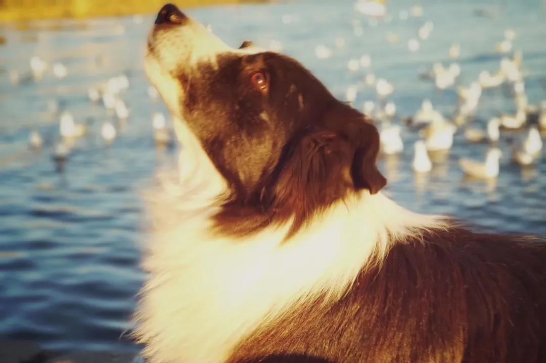 感性的句子承认拒绝