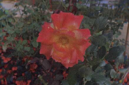 正能量短语，适合在瞬间发布