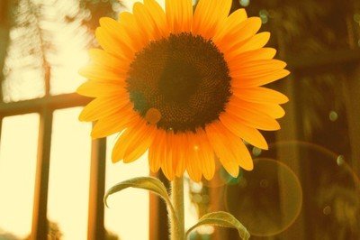 优美的艺术句子