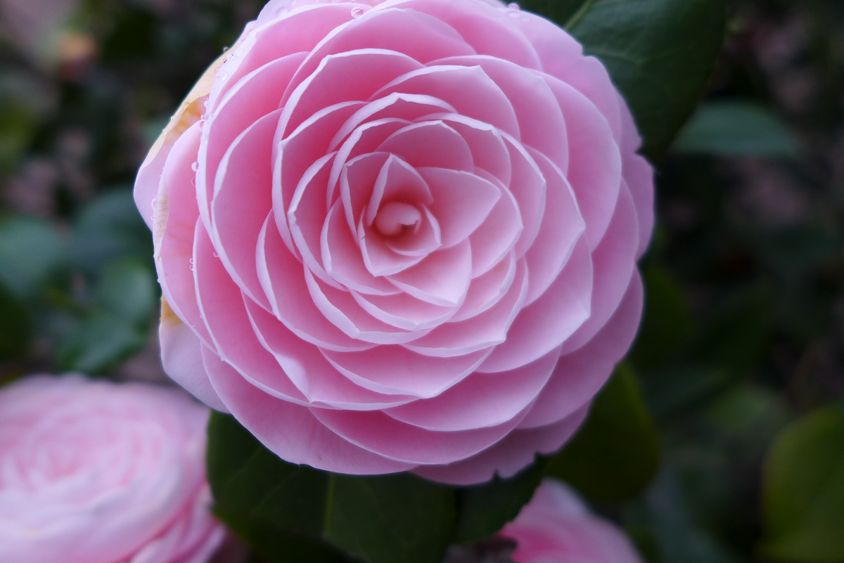 描述漂亮的句子