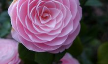 描写花优美的句子