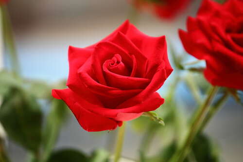 描写美丽花朵的句子1