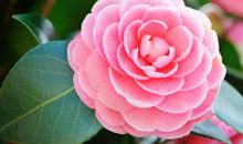 描写花唯美的句子