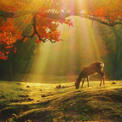 在朋友圈中发送文学句