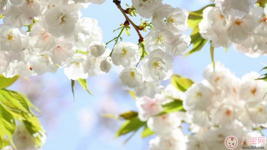 朋友圈描述春天的句子