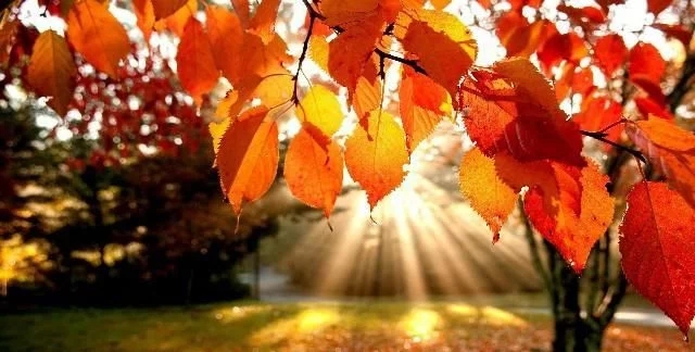 从怀孕到分娩的句子1