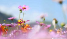 开心简单的英文句子