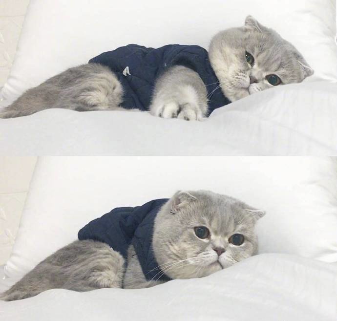 美丽的句子描述猫