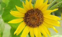 简单快乐的心态句子简短