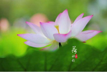 用莲花形容沉稳的头脑2