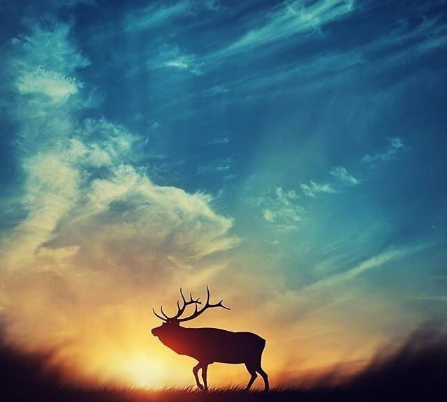 描述爱与和平的句子2