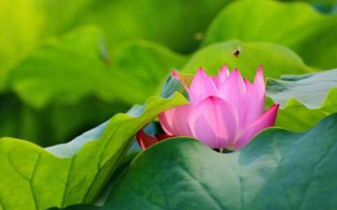 用莲花形容沉静的心1