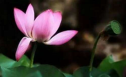 描述用莲花形容平静心灵的句子