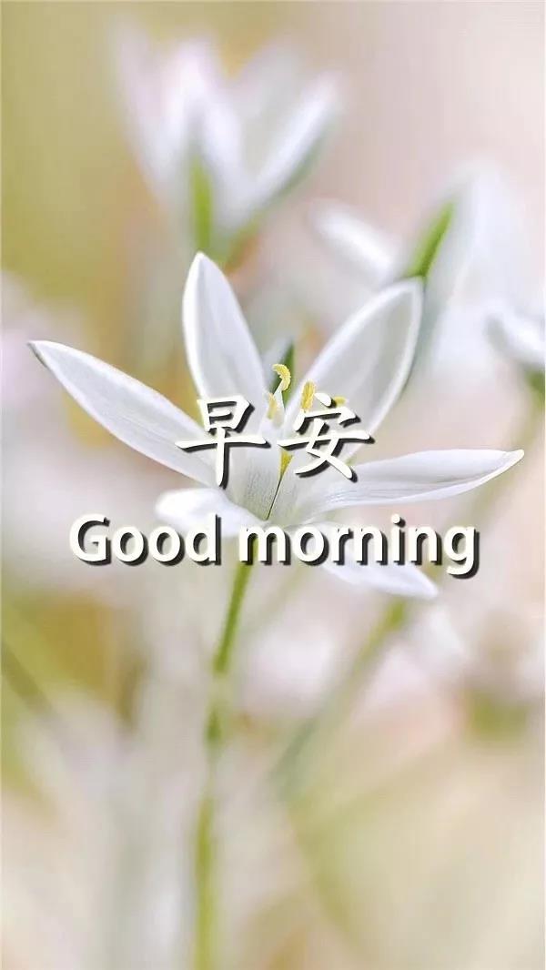 早上好最美丽的词