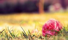 描写落花的唯美句子