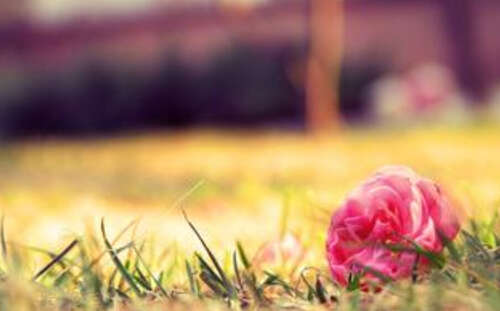 遇到美丽的句子2