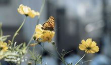 励志情感语录短句